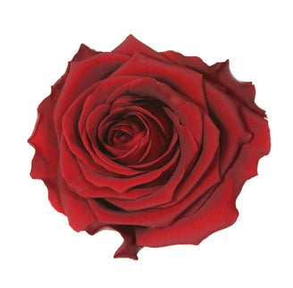 TRANDAFIR CRIOGENAT TIJA 55CM Ø6.5-8.5CM GIFTBOX BURGUNDY