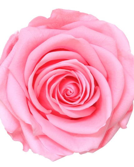 TRANDAFIR CRIOGENAT TIJA 55CM Ø6.5-8.5CM GIFTBOX ROZ DESCHIS