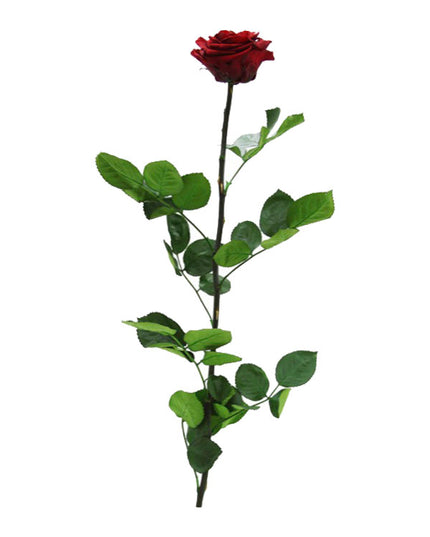 TRANDAFIR CRIOGENAT TIJA 55CM Ø6.5-8.5CM GIFTBOX BURGUNDY