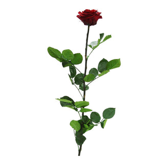 TRANDAFIR CRIOGENAT TIJA 55CM Ø6.5-8.5CM GIFTBOX BURGUNDY