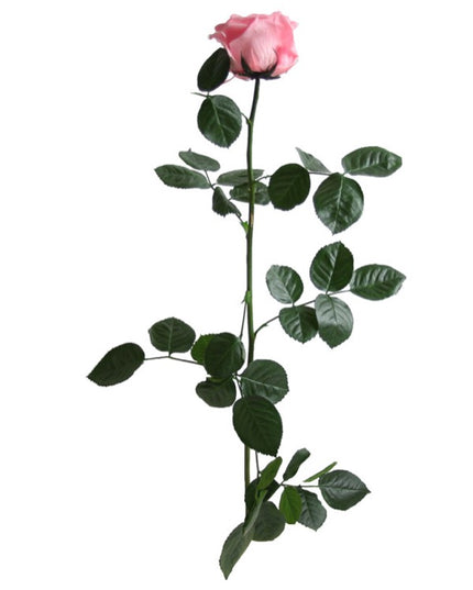 TRANDAFIR CRIOGENAT TIJA 55CM Ø6.5-8.5CM GIFTBOX ROZ DESCHIS