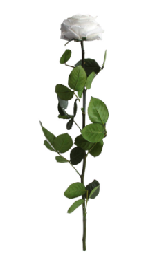 TRANDAFIR CRIOGENAT TIJA 55CM Ø6.5-8.5CM ALB