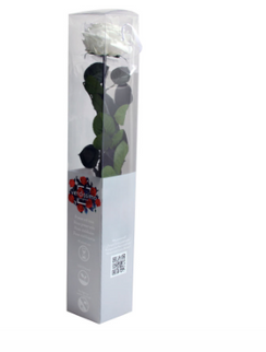 TRANDAFIR CRIOGENAT TIJA 55CM Ø6.5-8.5CM GIFTBOX ALB