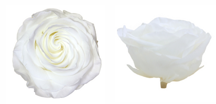 TRANDAFIR CRIOGENAT TIJA 55CM Ø6.5-8.5CM ALB