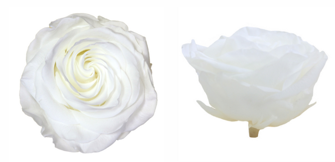 TRANDAFIR CRIOGENAT TIJA 55CM Ø6.5-8.5CM ALB