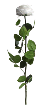 TRANDAFIR CRIOGENAT TIJA 55CM Ø6.5-8.5CM GIFTBOX ALB