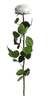 TRANDAFIR CRIOGENAT TIJA 55CM Ø6.5-8.5CM GIFTBOX ALB