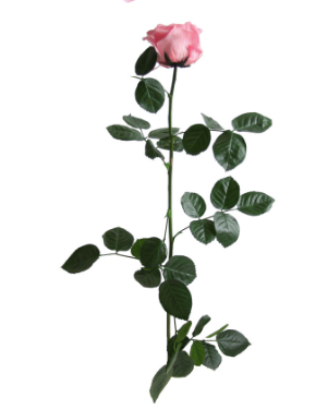 TRANDAFIR CRIOGENAT TIJA 55CM Ø6.5-8.5CM ROZ PASTEL