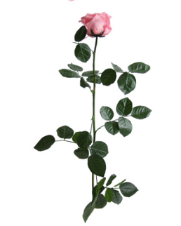 TRANDAFIR CRIOGENAT TIJA 55CM Ø6.5-8.5CM ROZ PASTEL
