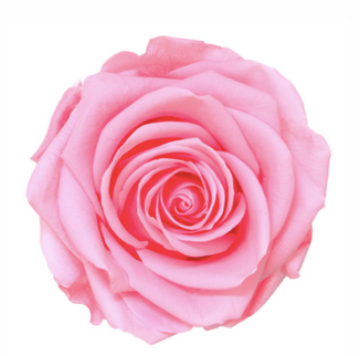 TRANDAFIR CRIOGENAT TIJA 55CM Ø6.5-8.5CM ROZ PASTEL