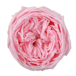 TRANDAFIR CRIOGENAT GARDEN Ø5.5-6CM ROZ DESCHIS