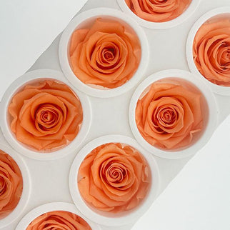 Trandafir criogenat Ø5.5-6cm papaya