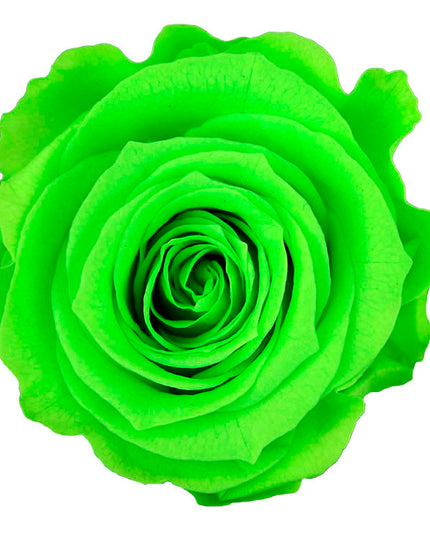 Trandafir criogenat tija 27cm Ø3.5-4.5cm verde lime