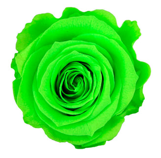 Trandafir criogenat tija 27cm Ø3.5-4.5cm verde lime