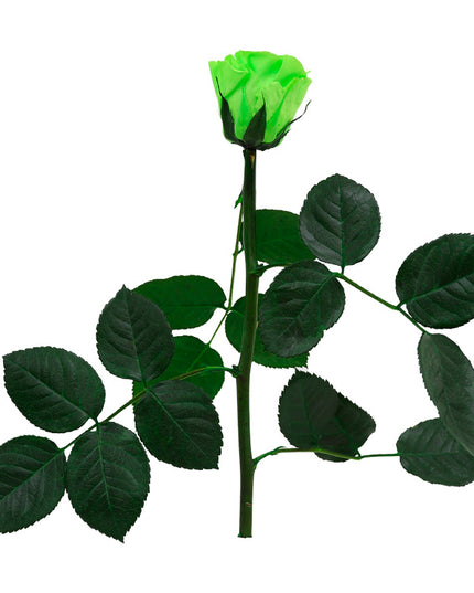 Trandafir criogenat tija 27cm Ø3.5-4.5cm verde lime