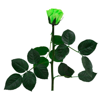 Trandafir criogenat tija 27cm Ø3.5-4.5cm verde lime