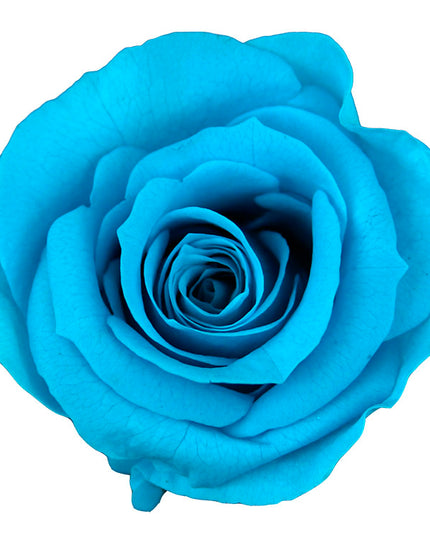 Trandafir criogenat tija 27cm Ø3.5-4.5cm turquoise