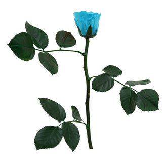 Trandafir criogenat tija 27cm Ø3.5-4.5cm turquoise