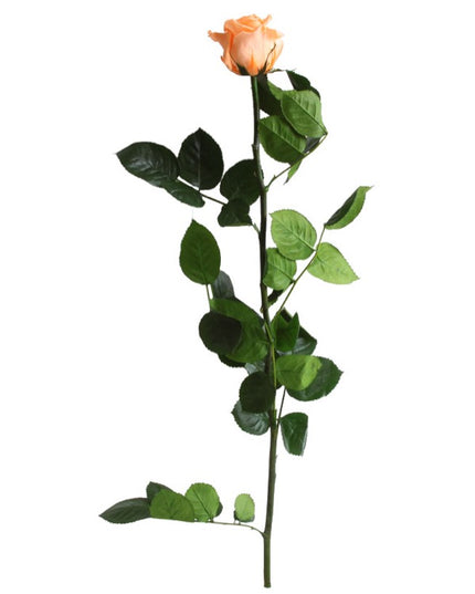 Trandafir criogenat tija 45cm Ø5CM vrac piersica