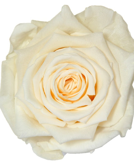 TRANDAFIR CRIOGENAT TIJA 55CM Ø6.5-8.5CM CHAMPAGNE