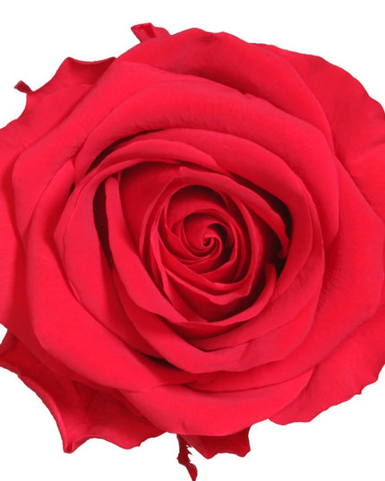 TRANDAFIR CRIOGENAT TIJA 55CM Ø6.5-8.5CM GIFTBOX ROSU