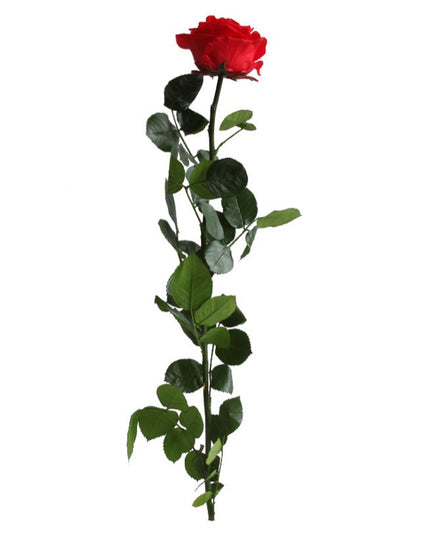 TRANDAFIR CRIOGENAT TIJA 55CM Ø6.5-8.5CM ROSU