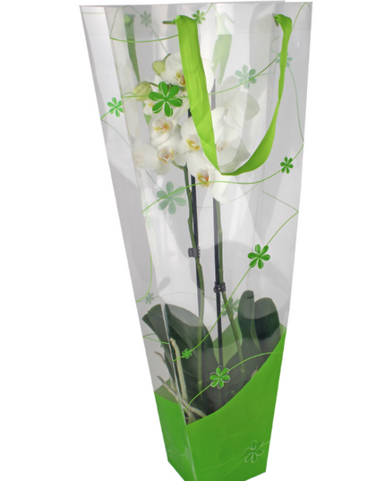 Punga orhidee 12x11x70cm verde