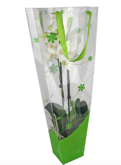 Punga orhidee 12x11x70cm verde