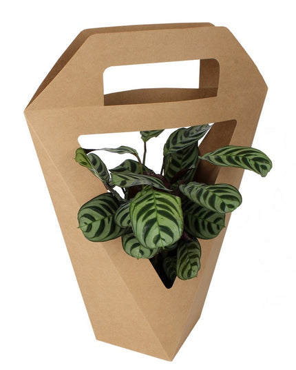 Punga carton plante 11x11xH33,5cm