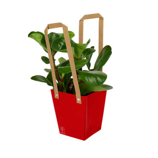 Plasa carton cu maner 13x9,5xH15cm rosu