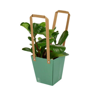 Plasa carton cu maner 13x9,5xH15cm verde