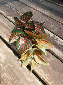 Frunze artificiale Fittonia