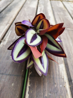 Frunze artificiale Tradescantia