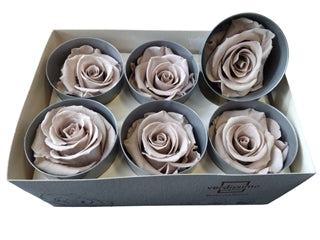 Trandafir criogenat 5.5-6cm hazelnut