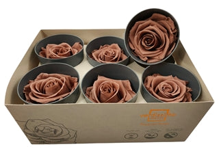 Trandafir criogenat 5.5-6cm mocha cacao