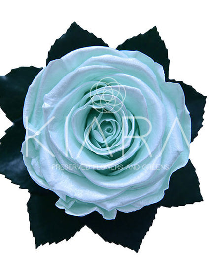 Trandafir criogenat Ø5.5-6cm satin tiffany