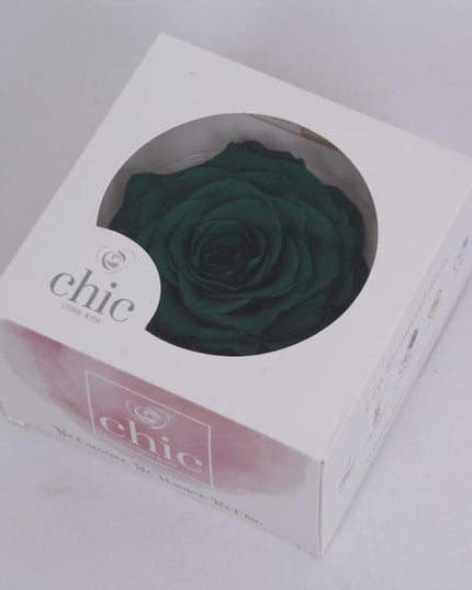 Trandafir criogenat Ø9-10CM riddler green