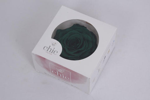 Trandafir criogenat Ø9-10CM riddler green