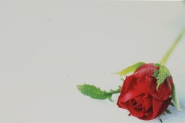 Eticheta mesaj S/50 trandafir rosu