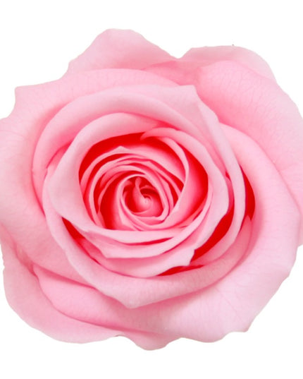 Trandafir criogenat Ø3.5cm roz mediu