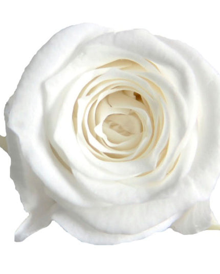 Trandafir criogenat Ø3.5cm alb