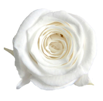 Trandafir criogenat Ø3.5cm alb