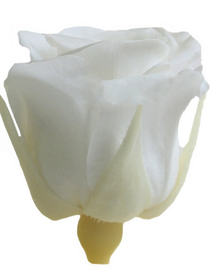 Trandafir criogenat Ø3.5cm alb