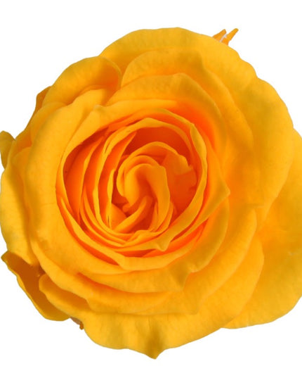 Trandafir criogenat Ø3.5cm galben