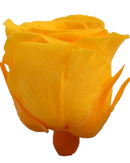 Trandafir criogenat Ø3.5cm galben