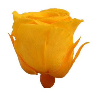 Trandafir criogenat Ø3.5cm galben