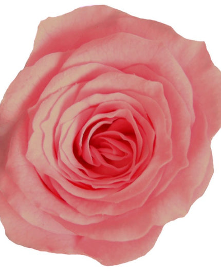 Trandafir criogenat Ø3.5cm roz pal