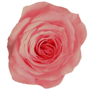 Trandafir criogenat Ø3.5cm roz pal