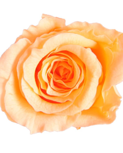 Trandafir criogenat Ø3.5cm piersica