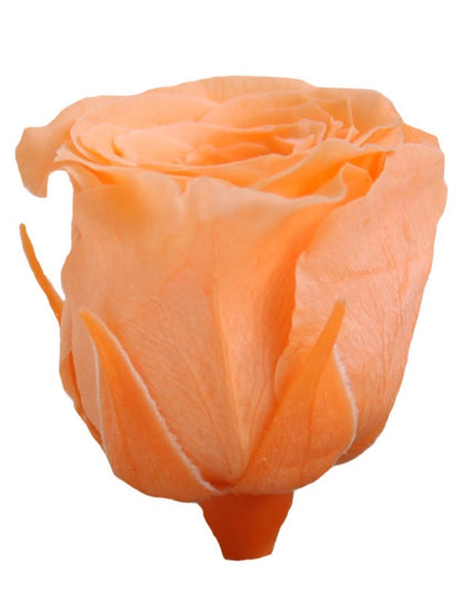 Trandafir criogenat Ø3.5cm piersica